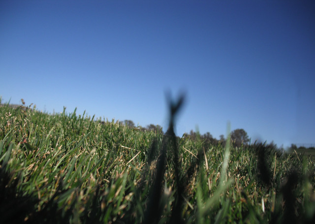 Blurry grassy field blue sky free wallpaper - medium preview image