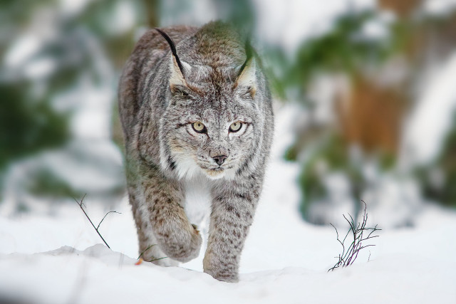 Lynx walking snow forest blurry free wallpaper - medium preview image