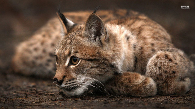 Small cat laying ground head free wallpaper - medium preview image