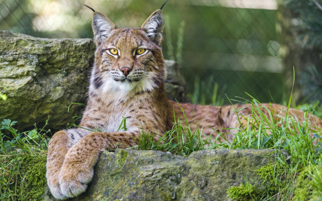 Lynx sitting rock zoo enclosure free wallpaper - medium preview image