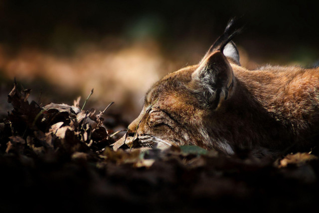 Cat leaves forest bird puzzle free wallpaper - medium preview image