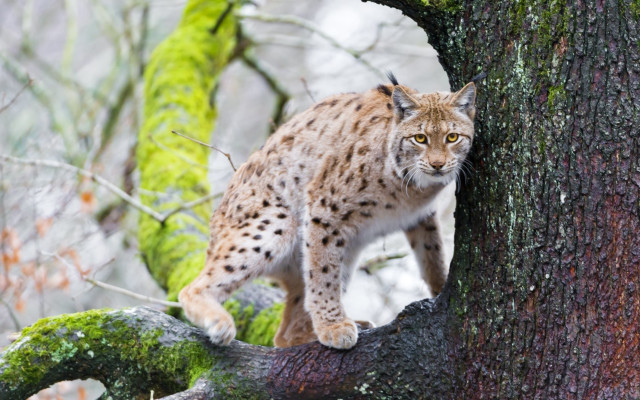 Lynx tree branch forest mossy free wallpaper - medium preview image