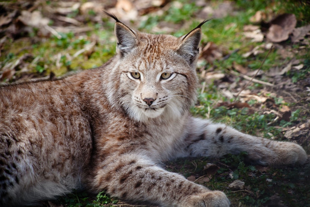 Lynx laying sad eyes open free wallpaper - medium preview image