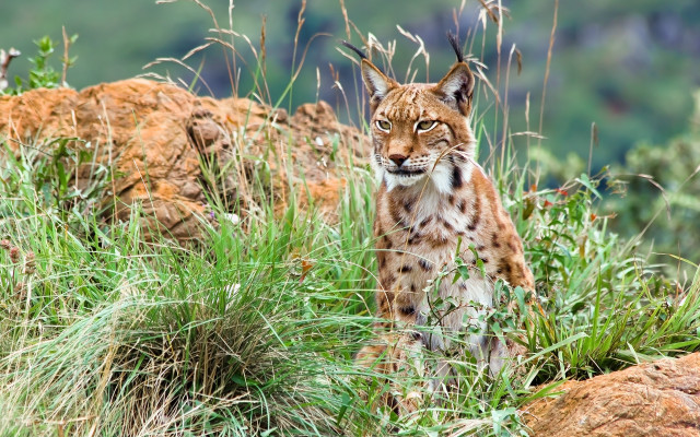Lynx field grass rocks mountain free wallpaper - medium preview image