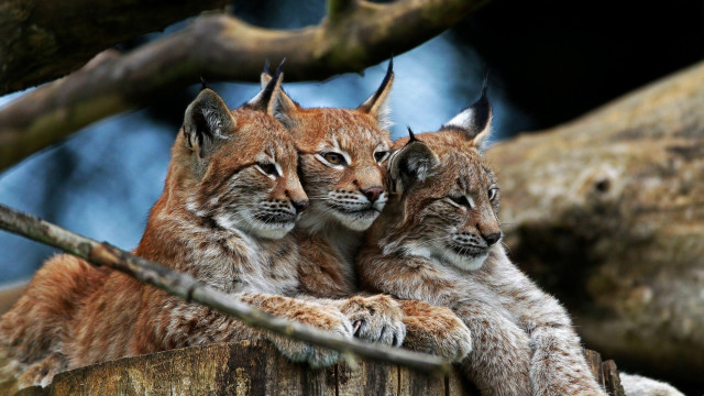 Lynx cubs tree stump forest free wallpaper - medium preview image