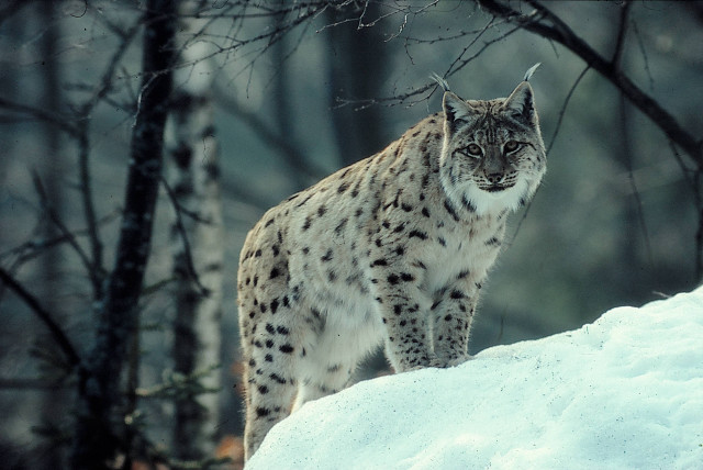 Lynx snowy hill woods trees free wallpaper - medium preview image