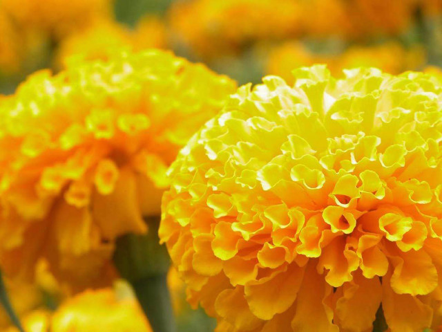 Yellow flower close up blurry free wallpaper - medium preview image