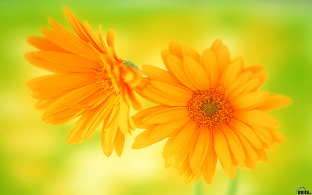 Yellow flowers vase tabletop green free wallpaper - medium preview image