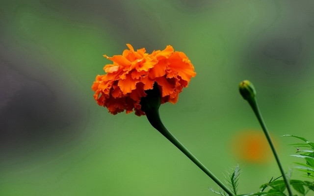 Orange flower blurry background green free wallpaper - medium preview image