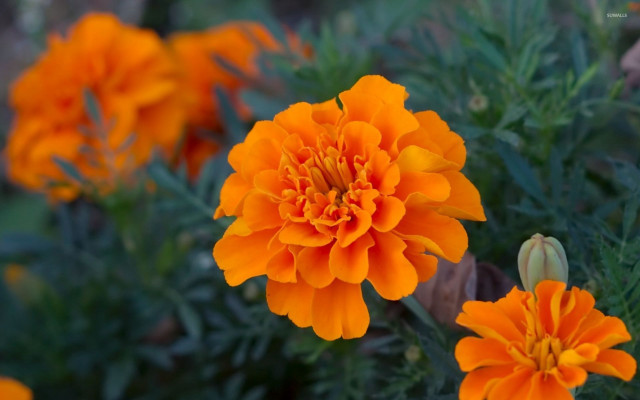 Close up flower background blurry free wallpaper - medium preview image