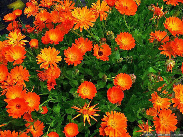 Orange flowers garden green leaves free wallpaper - medium preview image