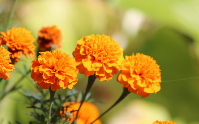 Orange flowers green leaves blurry #3 free wallpaper - medium preview image