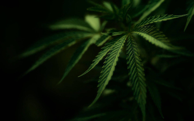 Close up green leaf plant #2 free wallpaper - medium preview image