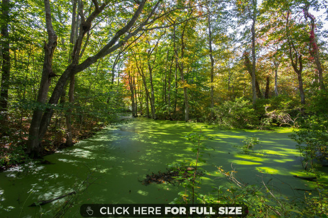 Swampy area with trees and free wallpaper - medium preview image