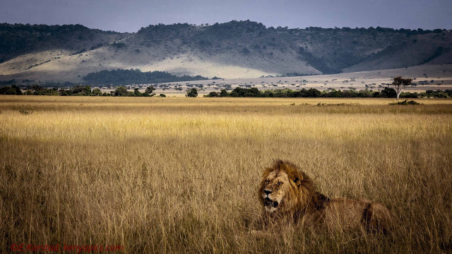 Lion laying tall grass mountains free wallpaper - medium preview image