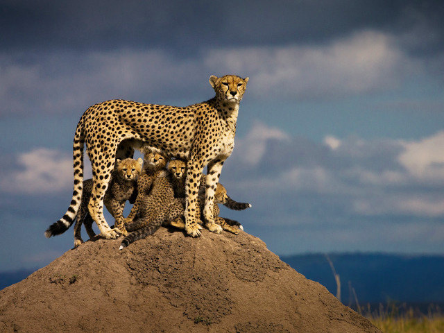 Mother cheetah cubs mound dirt free wallpaper - medium preview image