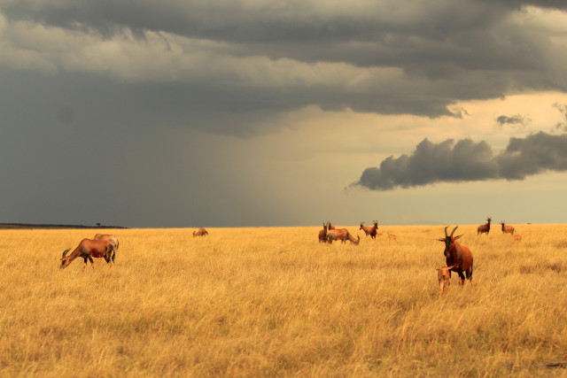 Herd grazing dryfield cloudysky mountains free wallpaper - medium preview image