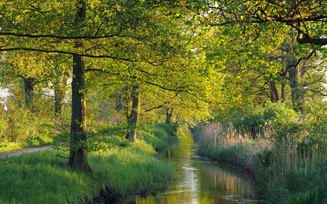 River lush forest trees grass #3 free wallpaper - medium preview image