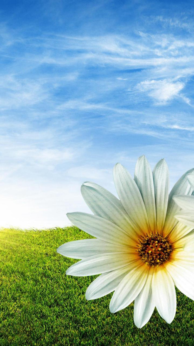White flower yellow center green #5 free wallpaper - medium preview image
