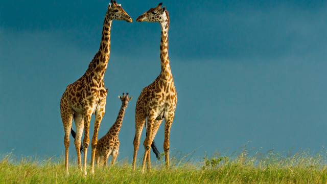 Giraffes grassy field sky camera free wallpaper - medium preview image