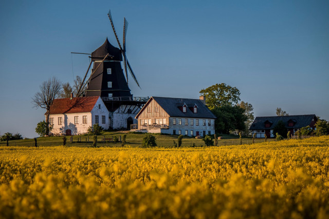 Windmill yellow flowers trees foreground free wallpaper - medium preview image
