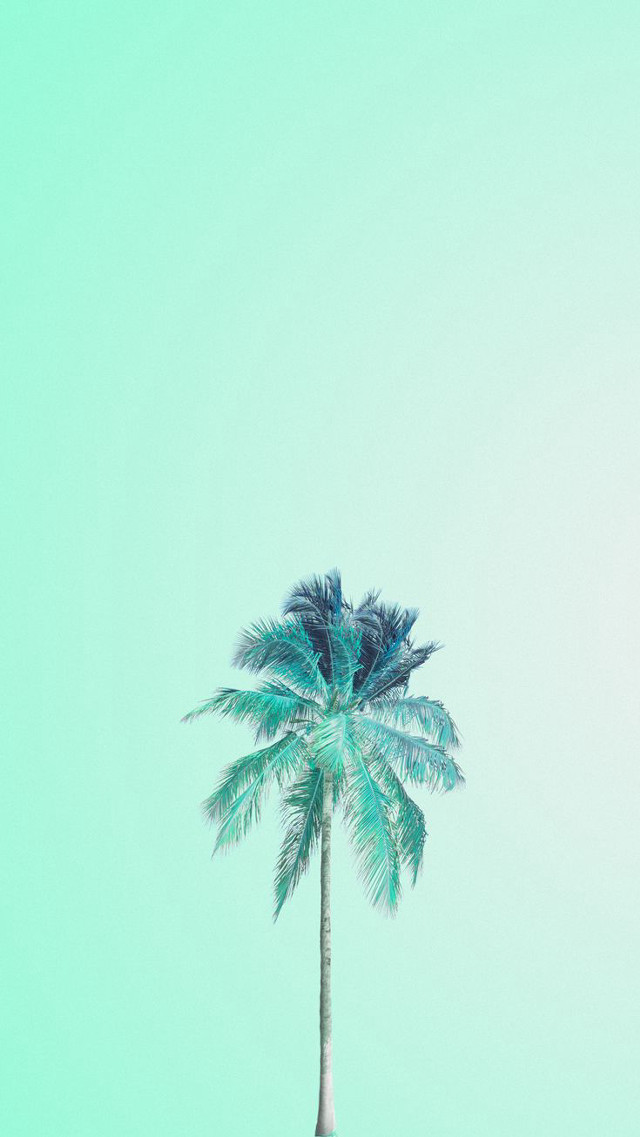 Palm tree blue sky green free wallpaper - medium preview image