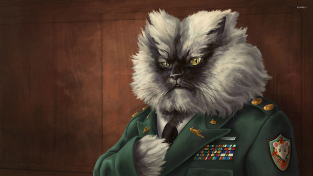 Cat military uniform yellow eyes free wallpaper - medium preview image