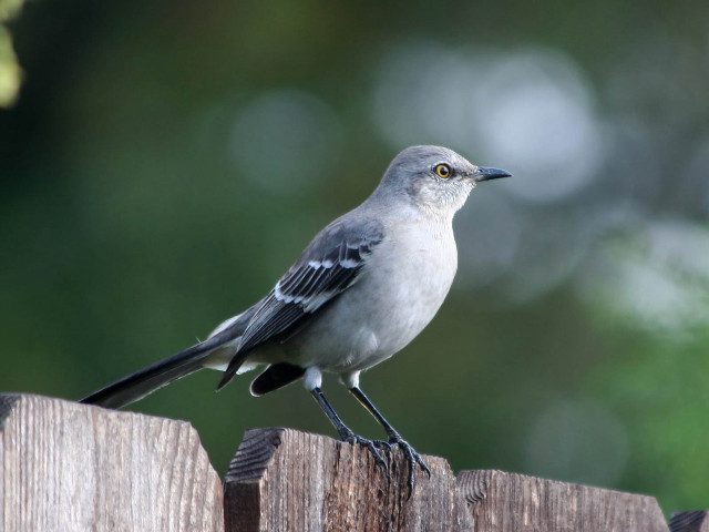 Bird wooden fence post looking free wallpaper - medium preview image