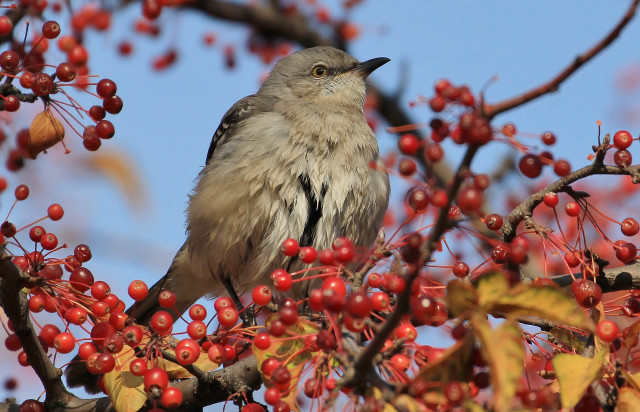 Bird branch tree berries leaves free wallpaper - medium preview image