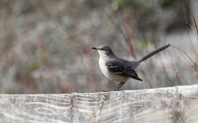 Small bird wooden fence woods free wallpaper - medium preview image