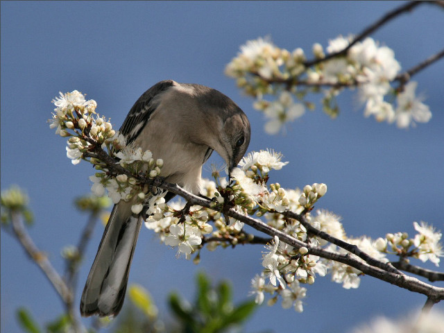 Bird branch white flowers blue free wallpaper - medium preview image