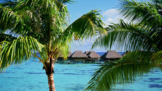 Tropical beach hut palm trees free wallpaper - medium preview image