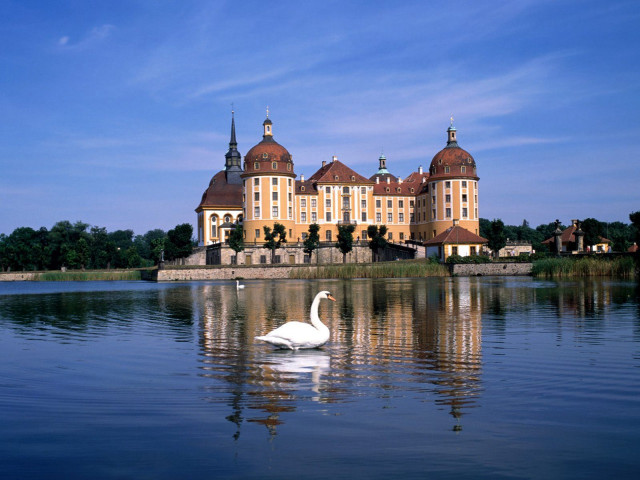 Swan swimming lake large building free wallpaper - medium preview image