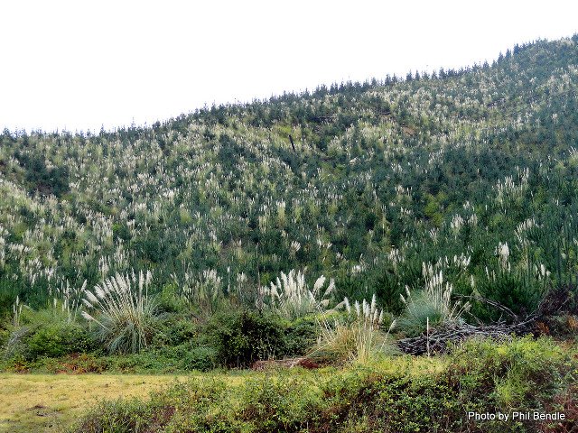 Mountain trees cow grass bushes free wallpaper - medium preview image