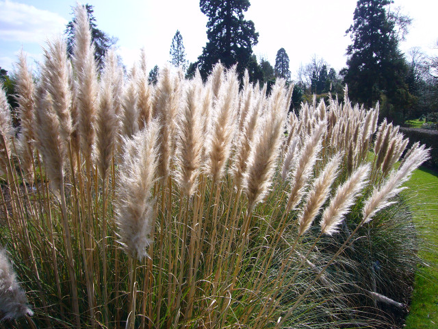 Tall grass trees sky clouds free wallpaper - medium preview image