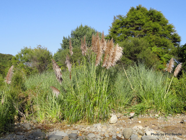 Tall grass trees background rocks free wallpaper - medium preview image