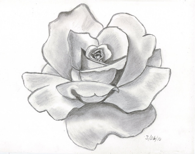 Rose black outline drawing white free wallpaper - medium preview image