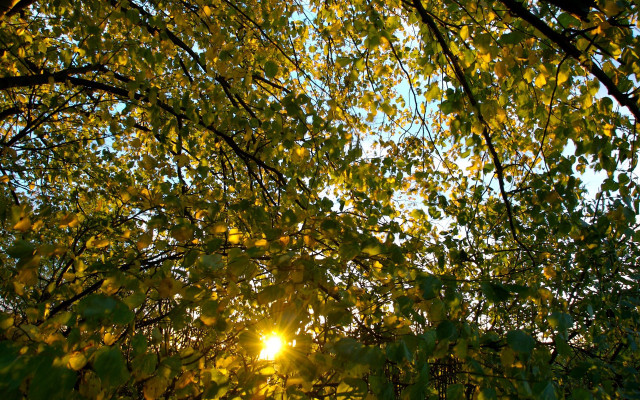 Sunlight through leaves tree forest free wallpaper - medium preview image