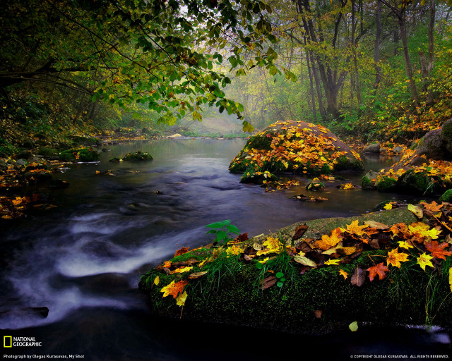 Autumn forest stream mist starry free wallpaper - medium preview image