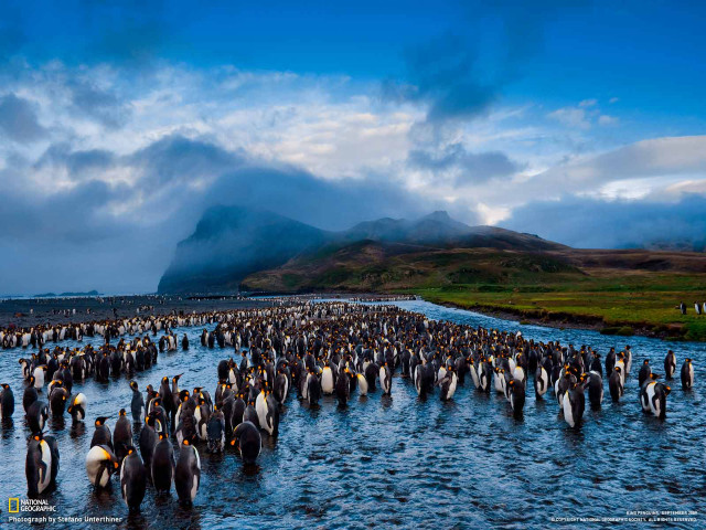 Penguins in water mountain background free wallpaper - medium preview image