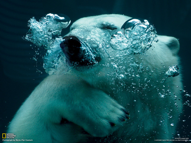 Polar bear underwater moonlight aurora free wallpaper - medium preview image