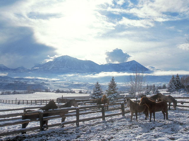 Horses snowy field mountains clouds free wallpaper - medium preview image