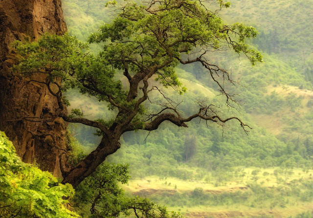 Tree mountain valley view nature free wallpaper - medium preview image