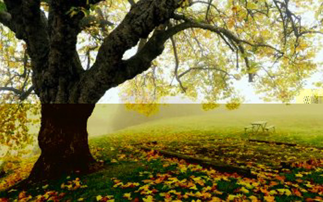 Bench under tree park leaves free wallpaper - medium preview image