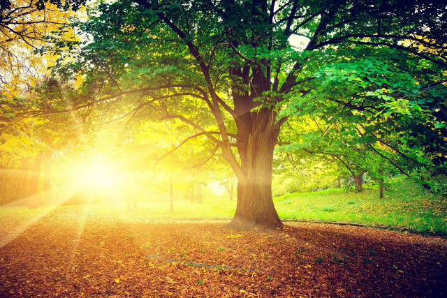 Tree sunshine park leaves path free wallpaper - medium preview image