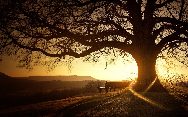 Bench under tree field sunset #2 free wallpaper - medium preview image