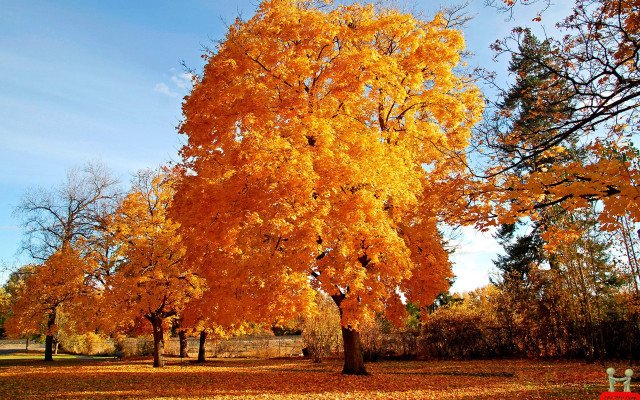 Tree yellow leaves bench park free wallpaper - medium preview image