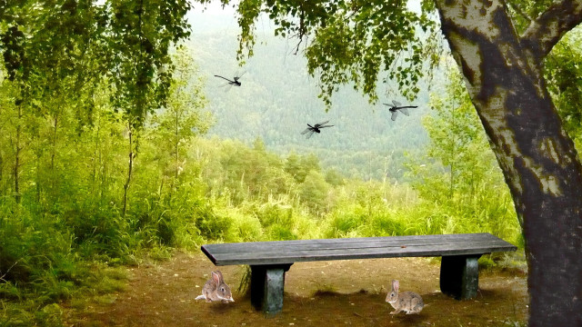 Bench forest birds flying tree free wallpaper - medium preview image