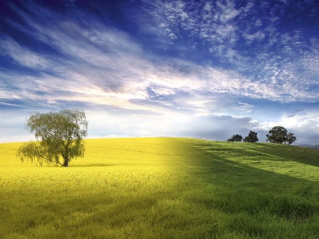 Lone tree field grass cloudy free wallpaper - medium preview image
