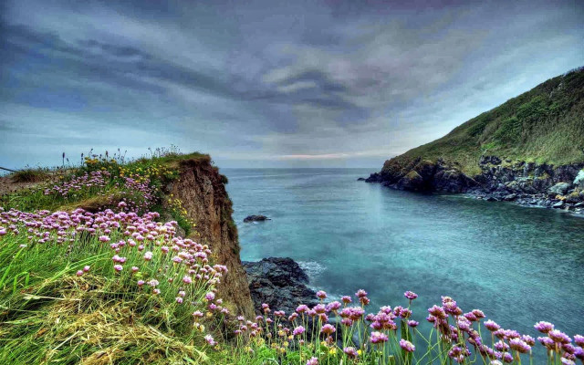 Cliff flowers ocean body of free wallpaper - medium preview image